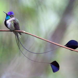 سجل حضورك بصورة طائر - صفحة 43 Cute-beautiful-hummingbird-photography-3