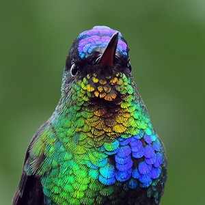 سجل حضورك بصورة طائر - صفحة 42 Cute-beautiful-hummingbird-photography-4%20%281%29