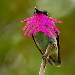 سجل حضورك بصورة طائر - صفحة 43 Cute-beautiful-hummingbird-photography-5