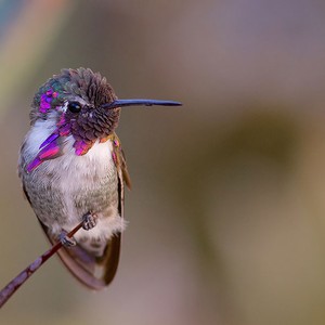 سجل حضورك بصورة طائر - صفحة 43 Cute-beautiful-hummingbird-photography-6