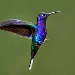 سجل حضورك بصورة طائر - صفحة 43 Cute-beautiful-hummingbird-photography-9