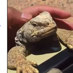 سعودي يكلم الضب ويغريه بشراء شوكولاته وآيس كريم!