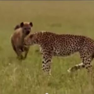 بالفيديو: أنثى ضبع تنتقم من فهد افترس صغيرها