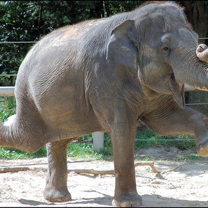 بالفيديو: حتى الفيلة ترقص على أنغام "جانجام ستايل"!