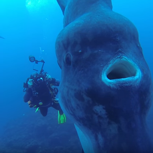 غواصون برحلة مميزة مع سمكة "شمس المحيط" الضخمة 