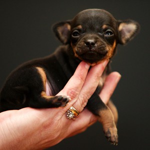 بالفيديو: هذا ليس فأراً.. إنه أصغر كلب في العالم