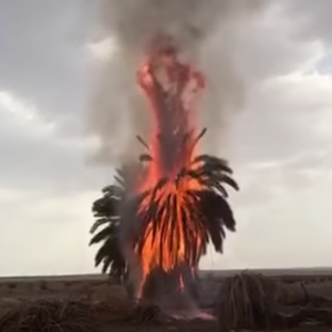 صاعقة رعدية تُشعل النار في نخلة بمنطقة تبوك 