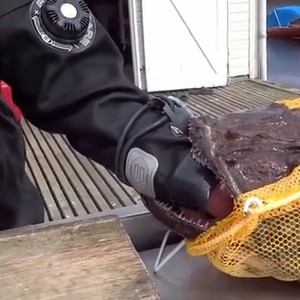 بالفيديو: سمكة تعاقب صائدها !