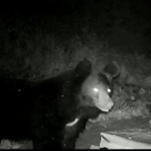 دبّ مُحتال يدّمر خلايا النحل ويسرق العسل (فيديو)