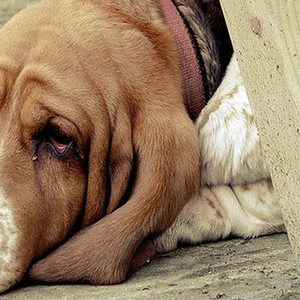 مشهد مؤثر لكلب يُحاول إنقاذ صديقة المدهوس بأحد شوارع الأردن 