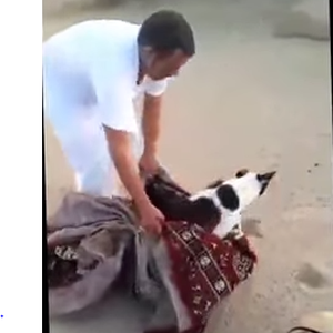 بالفيديو: مواطن سعودي ينقذ "كلباً" سقط داخل بئر