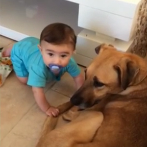 أُم صينية تُحذر: هذا ما فعله كلبُنا المدلل بطفلي الرضيع