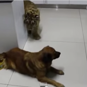 بالفيديو: كلب يخيف نمر ويمنعه من الشرب من الماء الخاص به