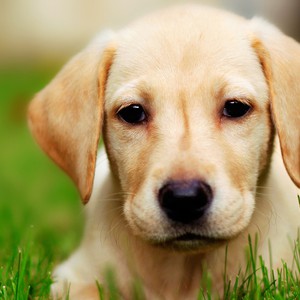 شاهد: كلب يحاول إنقاذ طفل من الغرق