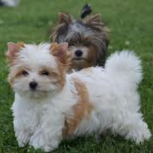 شابان سعوديان يُخاطران بحياتها لإنقاذ جروين احتجزتهما السيول 