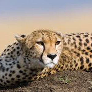 اصطياد فهد نادر في اليمن..ومصيره مجهول 