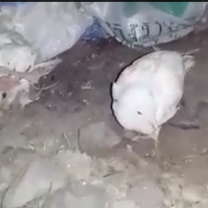 بالفيديو: حرق أعداد كبيرة من الدواجن الحيّة بالمدينة المنورة