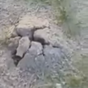 سعودي يحذر الباحثين عن الفقع من خطر كبير يتربص بهم 