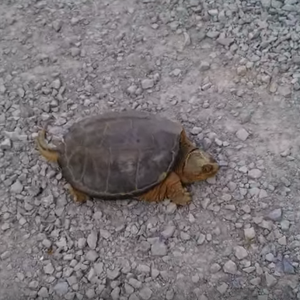 سلحفاة ناهشة تهاجم شابا فضوليا أراد تصويرها