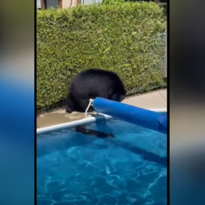 بالفيديو | مشهد صادم لعائلة من الدببة تقتحم منزلاً للغطس في المسبح هرباً من لهيب الطقس