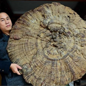 بالفيديو: فيلة تمارس السباحة بأحواض خاصة بها !