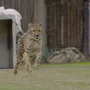 فهد مفترس يقطع 60 مترًا خلال 3.4 ثانية فقط!