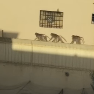 قرود غاضبة تهاجم حي الشفاء بمدينة الرياض وترعب السكان 