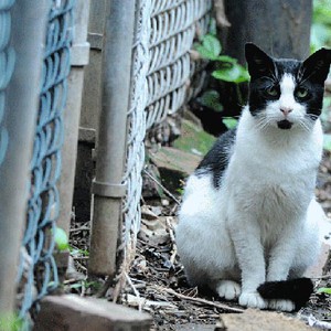 شاهد شجاعة وذكاء القطة في إنقاذ الكلب