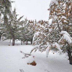 طقس شديد البرودة الأحد مع رياح قوية، والفعالية الجوية تشتد ليلاً