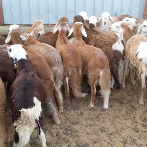 الأمانة تحدد 14 موقعا لبيع وذبح الأضاحي في عمان