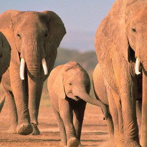 الصيد الجائر يهدد أفيال موزمبيق بالانقراض