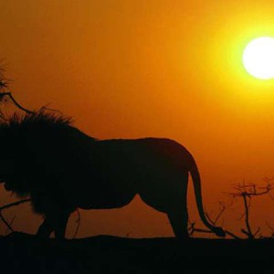 Best places to see lions in Africa