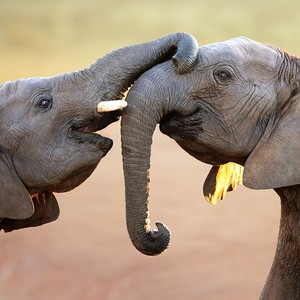 أفضل الأماكن لمشاهدة الفيلة في إفريقيا