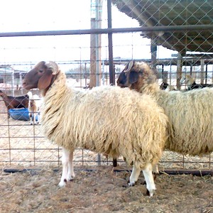 "الأمانة" تحدد أماكن بيع الأضاحي