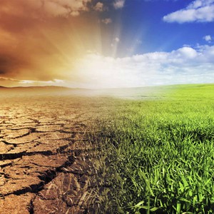 الاحتباس الحراري يتفاقم بسبب الغابات الصنوبرية في أوروبا