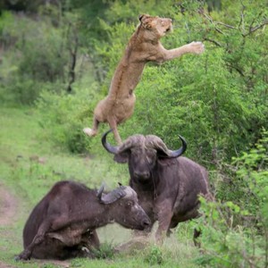 أفضل الوجهات لاكتشاف الجاموس الإفريقي 