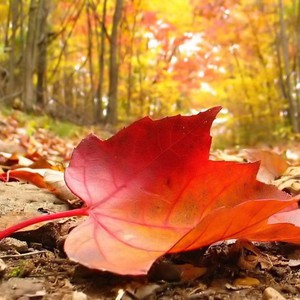 اليوم هو أول أيام الخريف في علم الأرصاد الجوية