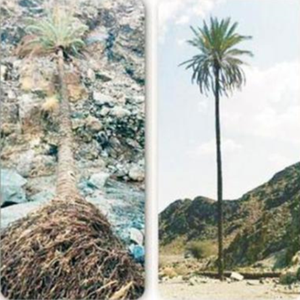 سيول العيص تقتلع أقدم وأطول الأشجار في المحافظة