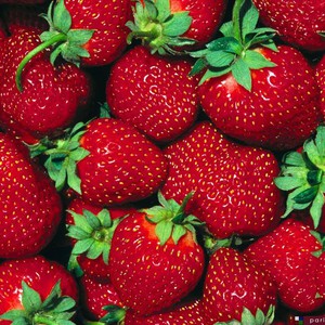 دراسة حديثة : تناول الفريز يُساهم في تخفيض ضغط الدم ويقلل مستويات الكوليسترول السيء ..