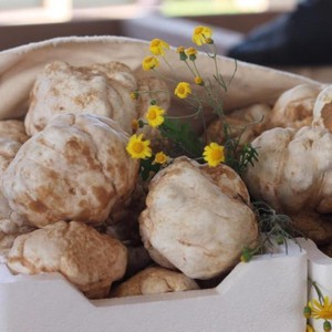 الزعاق يوضح | الفقع أنواع .. وهذه أجودها وألذها طعمًا