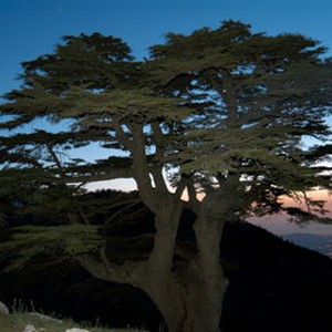 منخفض جوي سريع وأمطار غزيرة اعتباراً من بعد ظهر وعصر الاثنين والطقس يستقر من الثلاثاء وحتى ما بعد عيد الميلاد 