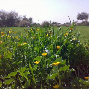 أجواء ربيعية معتدلة يومي الجمعة والسبت