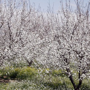 أجواء أقرب للصيفية متوقعة يومي الثلاثاء والأربعاء