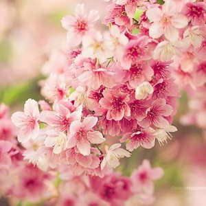 أجواء ربيعية غير اعتيادية يومي الخميس والجمعة ..