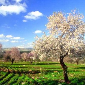 الأمن العام: الطرق الخارجية سالكة