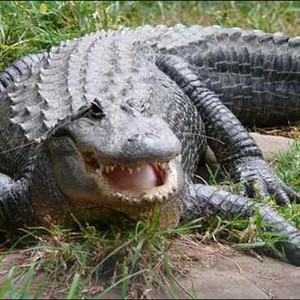 طفل أمريكي يَنجَح في الهرب من تمساح ضخم ويتسبب له بإصابة  .. 