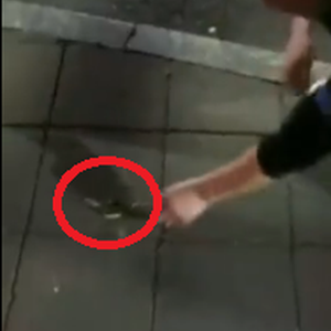 بالفيديو | شاب صيني يستخف بثُعبان صغير شديد السمية والنتيجة كادت أن تكون قاتلة