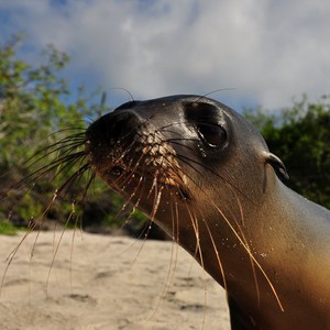 كم ستكلفك رحلة إلى جزر غالاباغوس؟