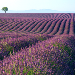 الخزامى... فوائد طبية وعلاجية ستدهشك