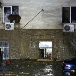 بعد فيضان يونيو الماضي .. حديقة الحيوان في تبليسي تفتح أبوابها